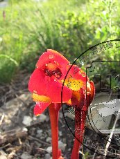 Дифелипеа красная 003